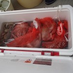 OLYMPUS DIGITAL CAMERA OLYMPUS DIGITAL CAMERA